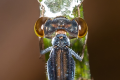 Agriocnemis rubricauda