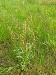 Rumex acetosella
