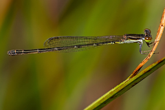 Agriocnemis rubricauda