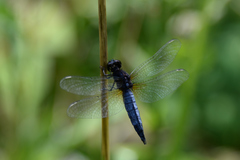 Lyriothemis pachygastra