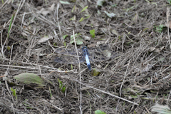 Orthetrum albistylum