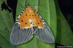 Peridrome orbicularis