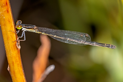 Agriocnemis rubricauda