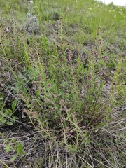 Scrophularia cretacea