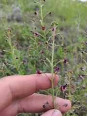 Scrophularia cretacea