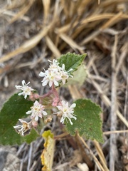 Androcalva viscidula