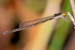 Agriocnemis rubricauda