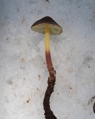 Mycena nivicola