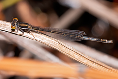 Agriocnemis rubricauda