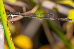 Agriocnemis rubricauda