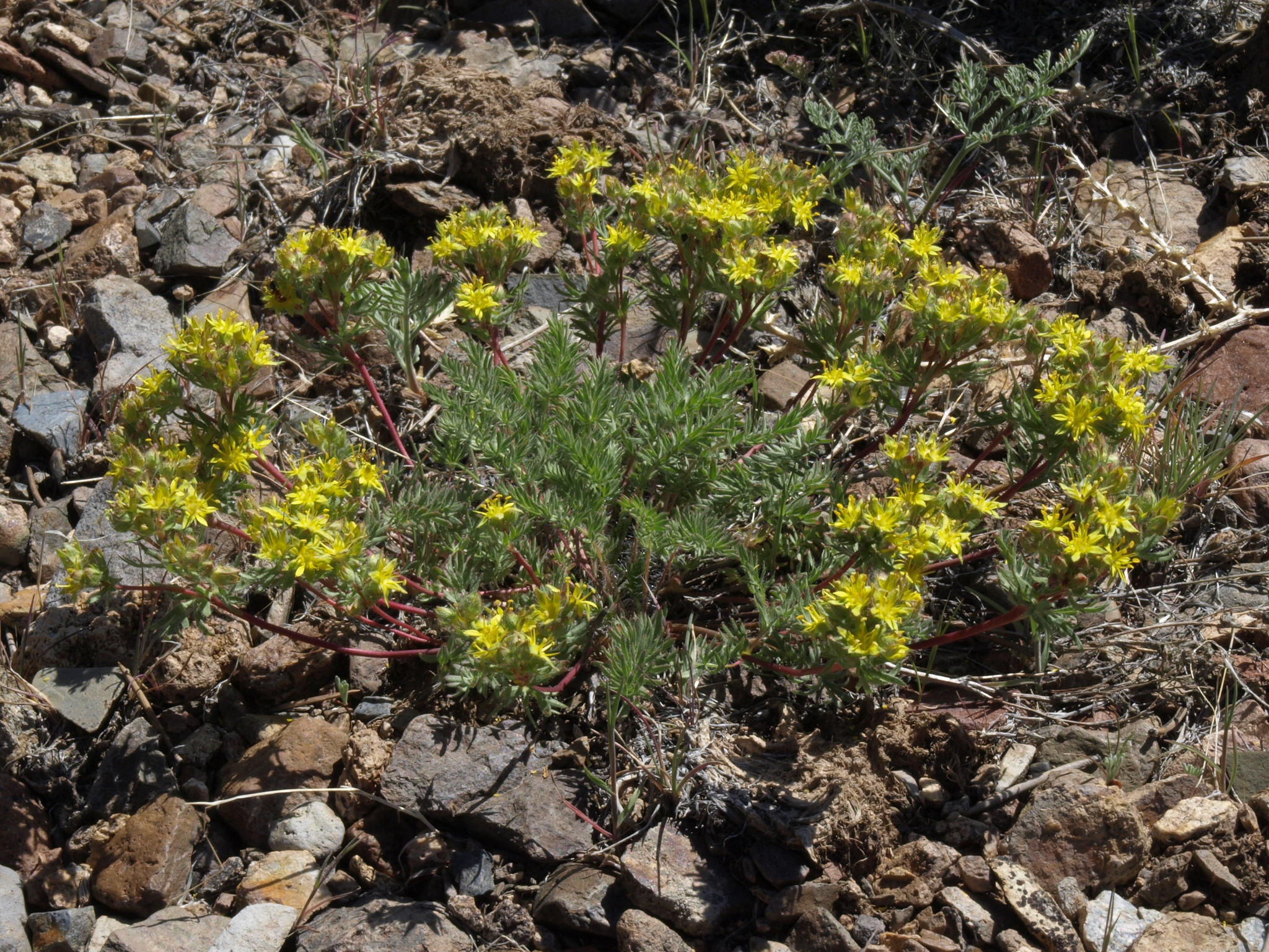 Ivesia webberi