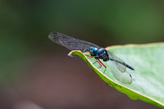 Oxythemis phoenicosceles