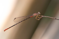 Ceriagrion rubellocerinum