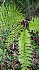 Dryopteris redactopinnata