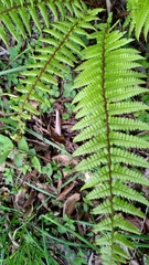 Dryopteris redactopinnata