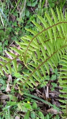 Dryopteris redactopinnata