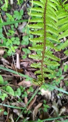 Dryopteris redactopinnata