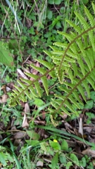 Dryopteris redactopinnata