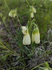 Onosma tanaitica