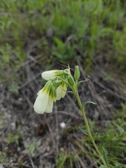 Onosma tanaitica