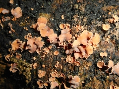 Cordieritidaceae