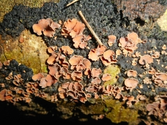 Cordieritidaceae