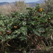 Paeonia brownii - Photo (c) Jim Morefield,  זכויות יוצרים חלקיות (CC BY), הועלה על ידי Jim Morefield
