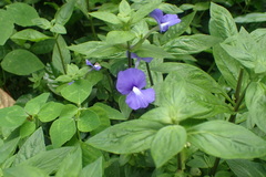 Achetaria azurea