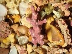 Phymatolithon calcareum