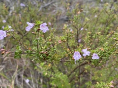 Prostanthera spathulata