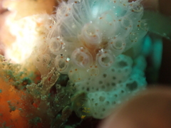 Morchellium argus