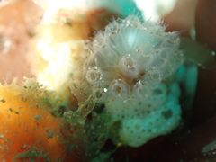 Morchellium argus