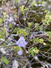 Prostanthera spathulata