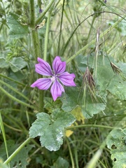 Malva sylvestris