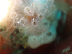 Morchellium argus