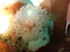 Morchellium argus