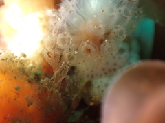 Morchellium argus