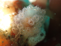 Morchellium argus