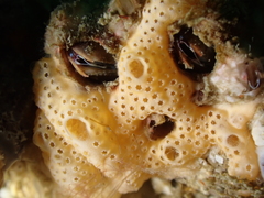 Lissoclinum perforatum