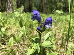 Dracocephalum grandiflorum