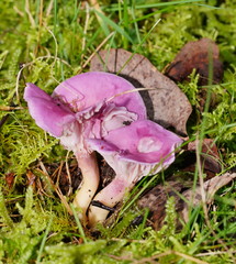 Hygrocybe cheelii