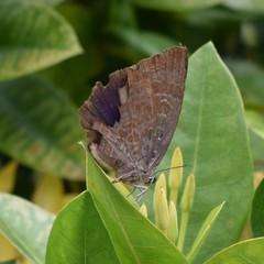 Arhopala centaurus