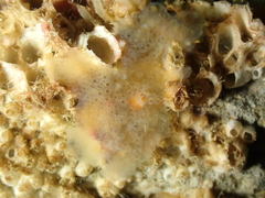 Aplidium glabrum