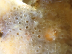 Aplidium glabrum