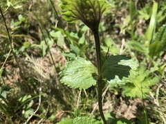 Dracocephalum grandiflorum