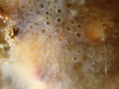 Aplidium glabrum