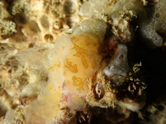Aplidium glabrum