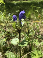 Dracocephalum grandiflorum