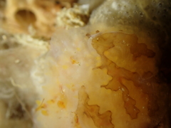 Aplidium glabrum