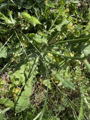 Hypochaeris radicata